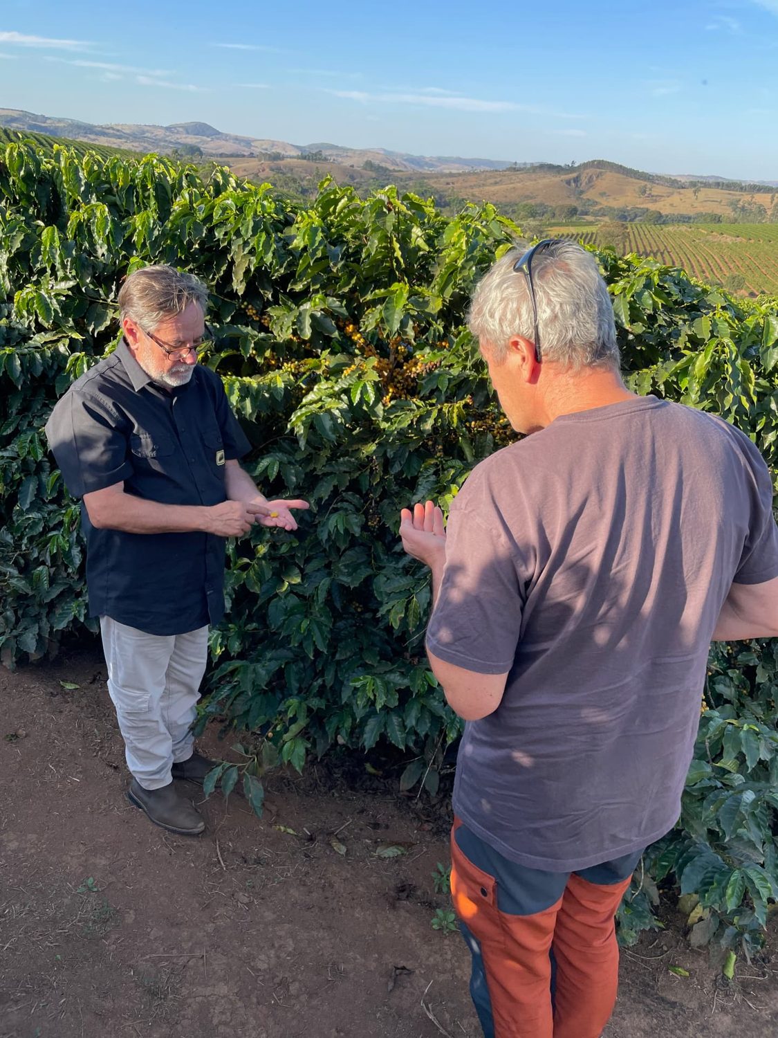 Membres Co-Roasting® au milieu des caféiers chargés de cerises, avec un producteur
